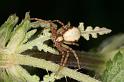 Philodromus_aureolus_D4892_Z_90_Les Gris_Frankrijk
